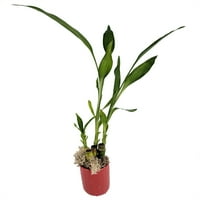 Lucky Bamboo с Moss - Red Ceramic Vase - 3