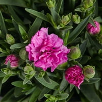 По-добри домове и градини 2.5 кв. розов Диантус живи растения с саксия за отглеждане