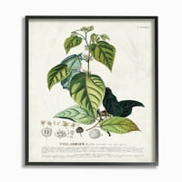 Ступел индустрии ботаническо растение илюстрация семена и листа реколта дизайн рамкирани стена изкуство от неизвестен