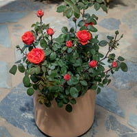 Истински цъфтеж от Олтман растения 8КТ истинска страст роза живо растение