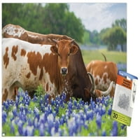 Тексас - Стенски плакат Longhorns с бутални щифтове, 14.725 22.375